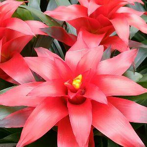 長安月豪花卉經(jīng)銷處
