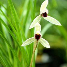 怎么才能養(yǎng)好蘭花？需要做到哪些準(zhǔn)備？