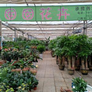 長安區(qū)肖家營花卉囡囡花卉
