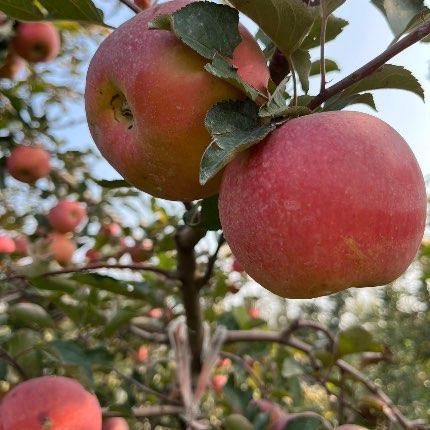 紅彤彤的蘋(píng)果紅蘋(píng)果
